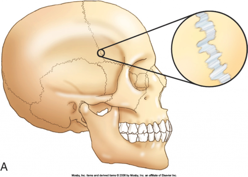 CRANIOSACRAL THERAPY 頭蓋仙骨治療 CRANIOSACRAL THERAPY 頭蓋仙骨治療 - 健康・医学